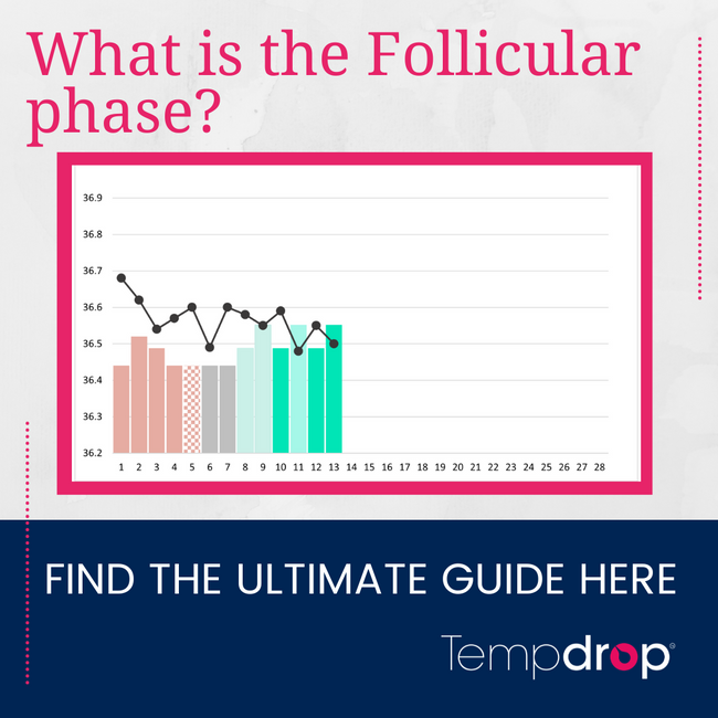 What is the Follicular Phase? Find the ultimate guide here