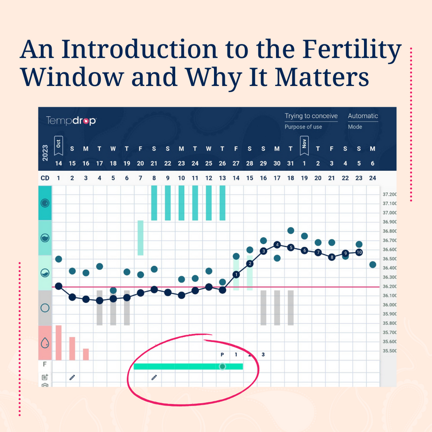 An Introduction to the Fertility Window and Why It Matters