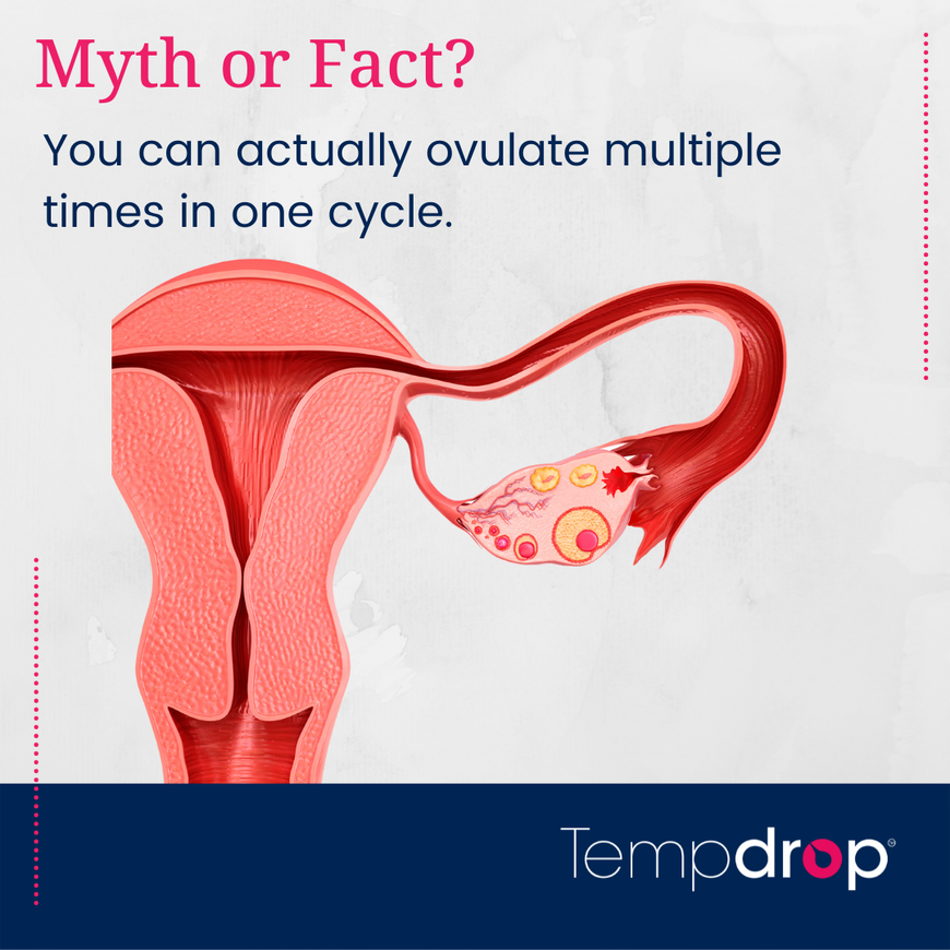 Myth or Fact? You can actually ovulate multiple times in one cycle.